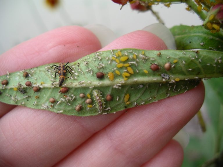 Oleander Aphids – Texas Master Naturalists at Concordia University